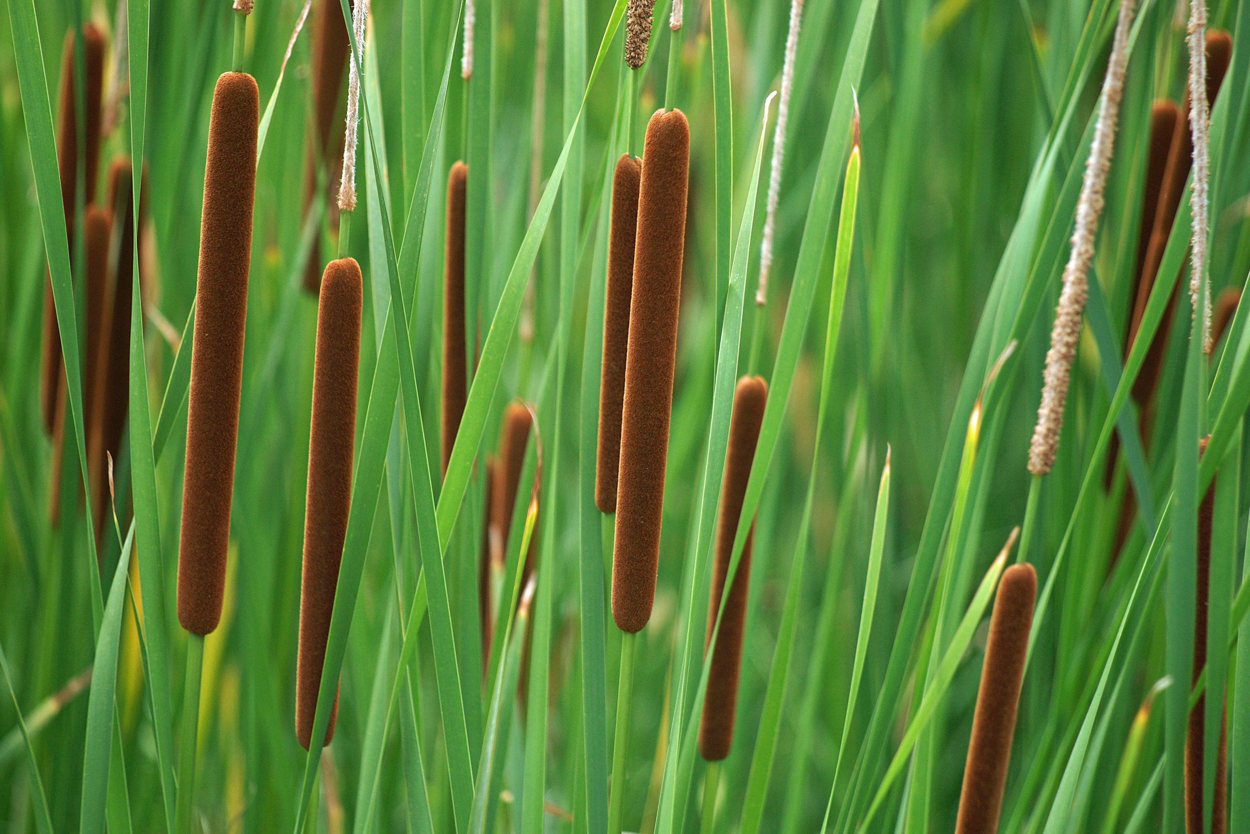 Natuurlijke