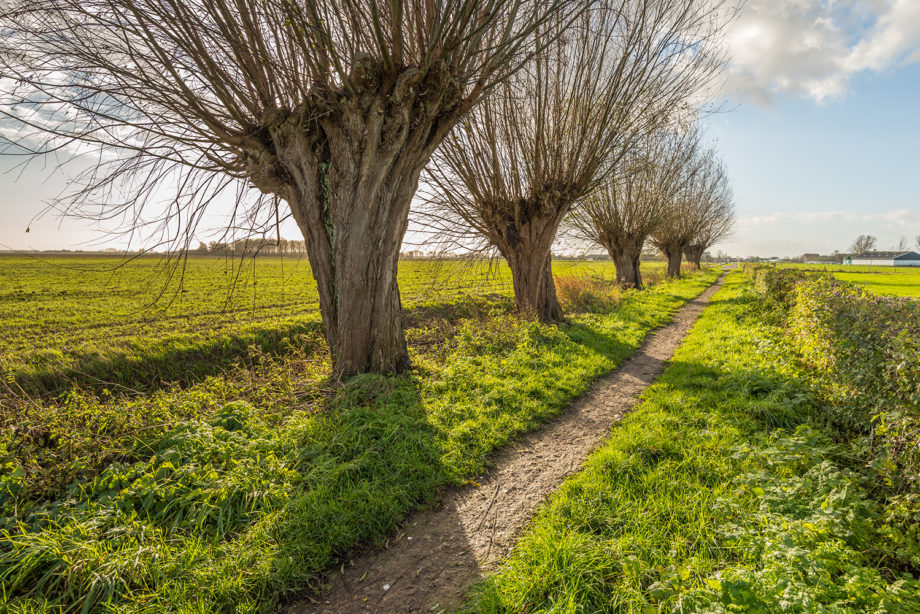 Knotwilgen in de veenweidegebieden in Noord Holland