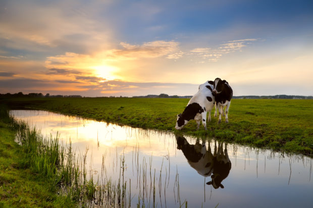 Water in de veenweide, zoeken naar de juiste oplossingen