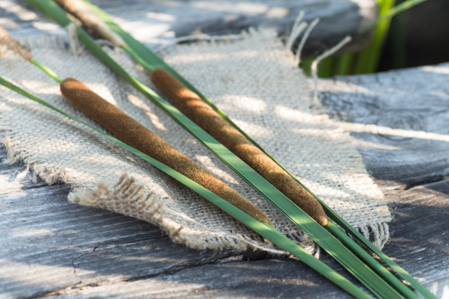 Iris Veentjer doet onderzoek naar het maken van textiel van de rietsigaarplant