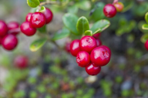 Het telen van grasberries als middel om bodemdaling af te remmen